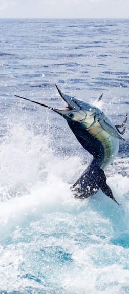 Fishing in Tierra Verde, Florida