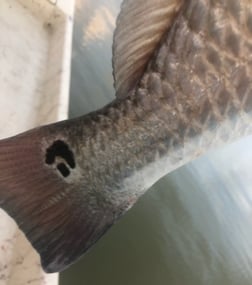 Redfish fishing in Matagorda, Texas