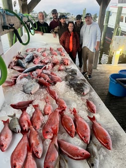 Triggerfish, Vermillion Snapper Fishing in Orange Beach, Alabama