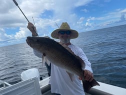 Triggerfish Fishing in Pensacola, Florida