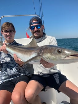 Cobia Fishing in Sarasota, Florida