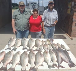 Hybrid Striped Bass Fishing in Runaway Bay, Texas