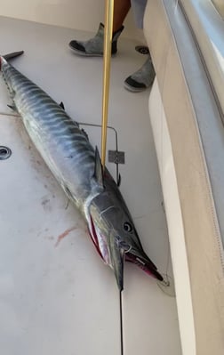 Mahi Mahi / Dorado fishing in Virginia Beach, Virginia