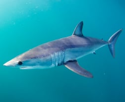 Mako Shark Fishing in Cabo San Lucas, Mexico