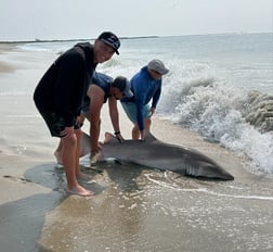 Tiger Shark Fishing in Stone Harbor, New Jersey