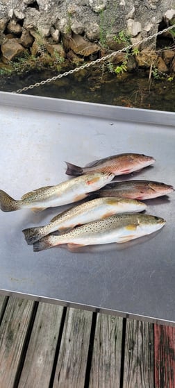 Mangrove Snapper, Speckled Trout Fishing in Crystal River, Florida