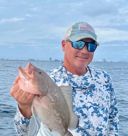 King Eider Fishing in Jupiter, Florida