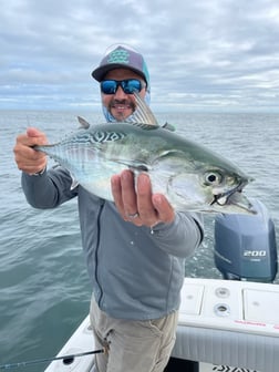 Bonito fishing in Chatham, Massachusetts