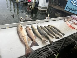 Redfish, Speckled Trout Fishing in Crystal River, Florida