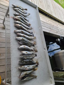 Fishing in Grand Isle, Louisiana