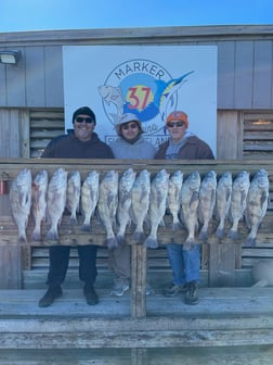 Black Drum, Sheepshead Fishing in Corpus Christi, Texas