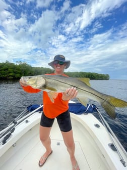 Snook Fishing in Tampa, Florida