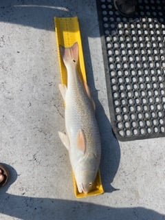 Speckled Trout Fishing in Ingleside, Texas