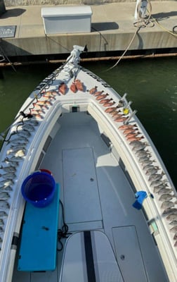 Goliath Grouper Fishing in Clearwater, Florida