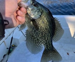 Largemouth Bass Fishing in Crystal River, Florida