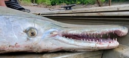 Alligator Gar fishing in Corsicana, Texas