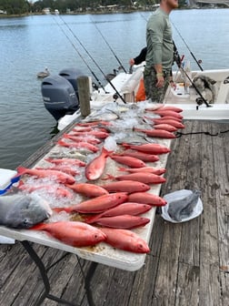 Triggerfish, Vermillion Snapper Fishing in Pensacola, Florida