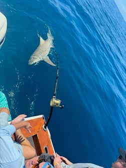 Fishing in Marathon, Florida