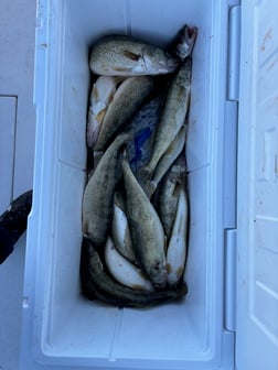 Perch Fishing in Oak Harbor, Ohio