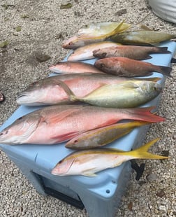 Cobia Fishing in Key Largo, Florida