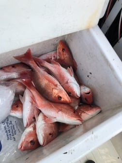 Red Snapper Fishing in South Padre Island, Texas