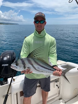 Roosterfish fishing in Puerto Jiménez, Puntarenas Province