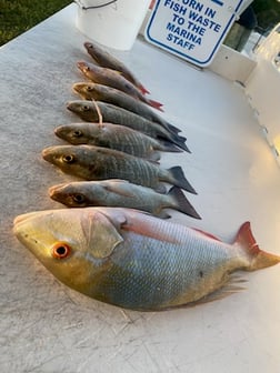 Lane Snapper, Mutton Snapper Fishing in Key West, Florida