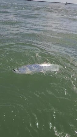 Tarpon fishing in Port O'Connor, Texas