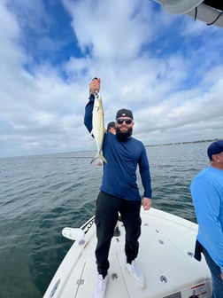 Jack Crevalle Fishing in Sarasota, Florida