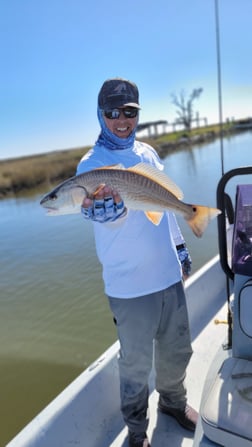 Redfish Fishing in Golden Meadow, Louisiana