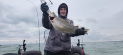 Brown Trout Fishing in Lewiston, New York