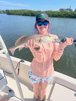 Speckled Trout Fishing in Sarasota, Florida