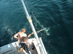 Thresher Shark Fishing in Freeport, New York, USA