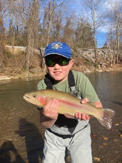 Rainbow Trout fishing in Leicester, North Carolina