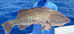 Gag Grouper Fishing in Clearwater, Florida