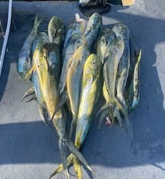 Mahi Mahi Fishing in San Juan, Puerto Rico