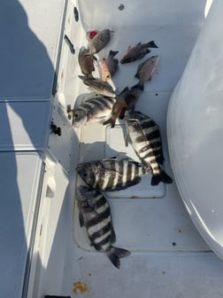 Mangrove Snapper, Sheepshead Fishing in St. Petersburg, Florida