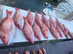 Red Grouper Fishing in Madeira Beach, Florida