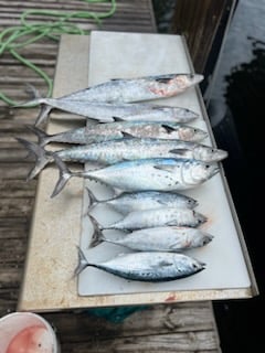 Sailfish Fishing in Pompano Beach, Florida