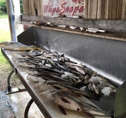 Black Drum Fishing in Biloxi, Mississippi, USA