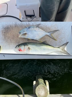 Bluefish, Florida Pompano Fishing in Pensacola, Florida