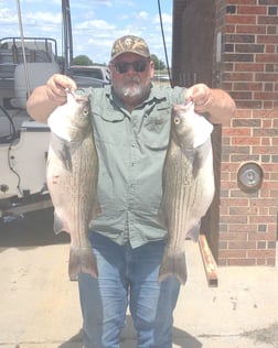 Hybrid Striped Bass Fishing in Runaway Bay, Texas