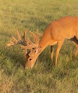 Whitetail Deer Hunting in Bonham, Texas