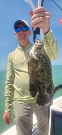 Tripletail Fishing in Islamorada, Florida