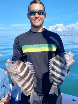 Mangrove Snapper, Scup / Porgy, Sheepshead Fishing in Sarasota, Florida