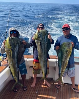 Mahi Mahi / Dorado fishing in Cabo San Lucas, Baja California Sur