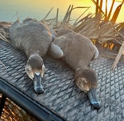 Bufflehead Hunting in Panama City, Florida