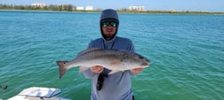 Redfish Fishing in Sarasota, Florida