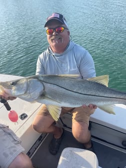 Snook Fishing in Sarasota, Florida