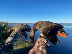 Hunting in Crystal River, Florida